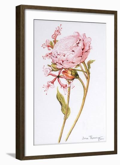 Pink Rose, Abraham Derby with Honeysuckle, 2008-Joan Thewsey-Framed Giclee Print