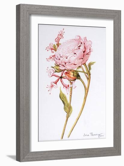 Pink Rose, Abraham Derby with Honeysuckle, 2008-Joan Thewsey-Framed Giclee Print