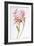 Pink Rose, Abraham Derby with Honeysuckle, 2008-Joan Thewsey-Framed Giclee Print