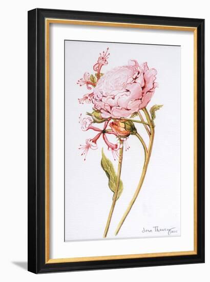 Pink Rose, Abraham Derby with Honeysuckle, 2008-Joan Thewsey-Framed Giclee Print