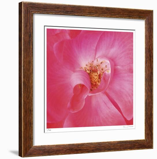 Pink Rose Abstract No 206-Shams Rasheed-Framed Giclee Print