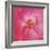 Pink Rose Abstract No 206-Shams Rasheed-Framed Giclee Print