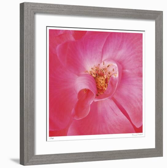 Pink Rose Abstract No 206-Shams Rasheed-Framed Giclee Print