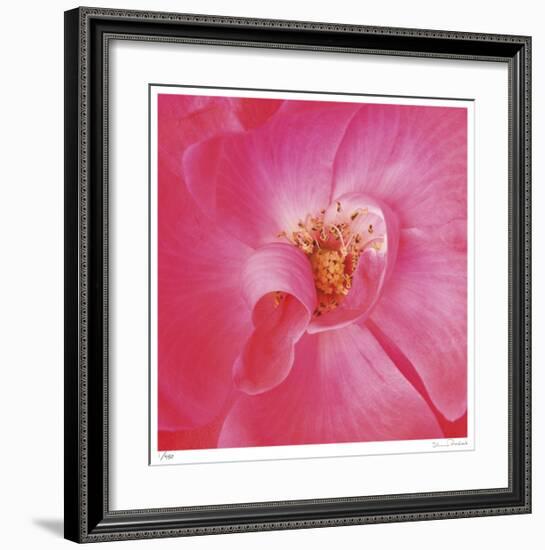 Pink Rose Abstract No 206-Shams Rasheed-Framed Giclee Print