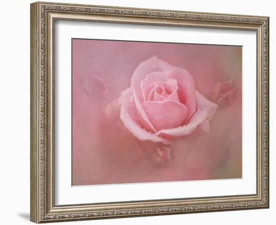 Pink Rose after the Storm-Jai Johnson-Framed Giclee Print