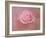 Pink Rose after the Storm-Jai Johnson-Framed Giclee Print