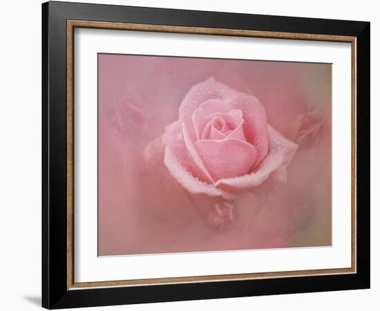 Pink Rose after the Storm-Jai Johnson-Framed Giclee Print