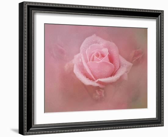 Pink Rose after the Storm-Jai Johnson-Framed Giclee Print