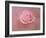 Pink Rose after the Storm-Jai Johnson-Framed Giclee Print