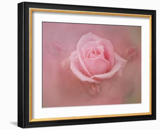 Pink Rose after the Storm-Jai Johnson-Framed Giclee Print