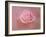 Pink Rose after the Storm-Jai Johnson-Framed Giclee Print