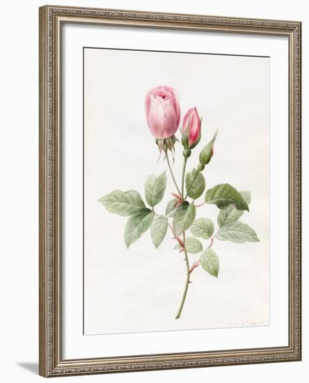 Pink Rose and Buds, 1826-Louise D'Orleans-Framed Giclee Print