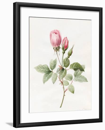 Pink Rose and Buds, 1826-Louise D'Orleans-Framed Giclee Print