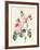 Pink Rose and Buds, 1832-Louise D'Orleans-Framed Giclee Print