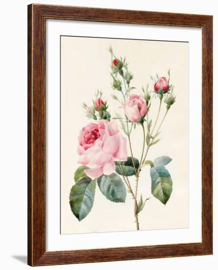 Pink Rose and Buds, 1832-Louise D'Orleans-Framed Giclee Print