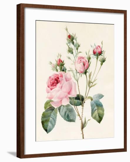 Pink Rose and Buds, 1832-Louise D'Orleans-Framed Giclee Print