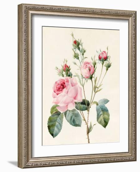 Pink Rose and Buds, 1832-Louise D'Orleans-Framed Giclee Print