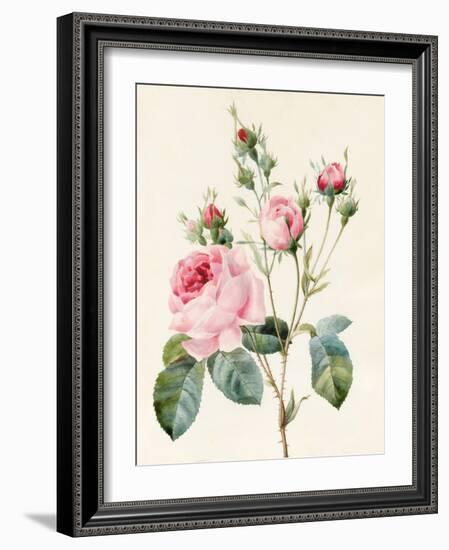 Pink Rose and Buds, 1832-Louise D'Orleans-Framed Giclee Print