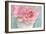 Pink Rose Bouquet-Cora Niele-Framed Photographic Print