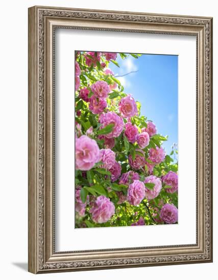 Pink Rose Bush, Usa-Lisa S. Engelbrecht-Framed Photographic Print