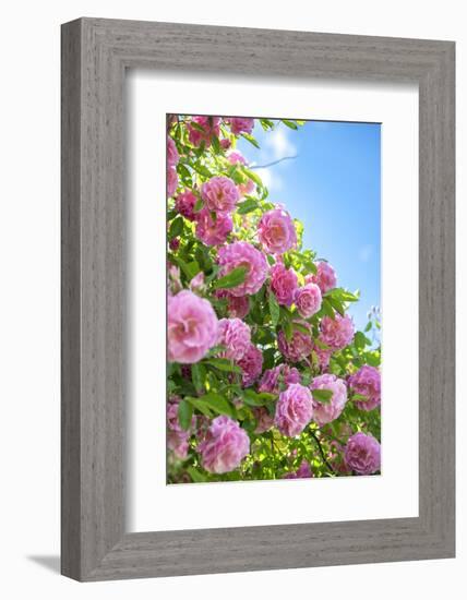 Pink Rose Bush, Usa-Lisa S. Engelbrecht-Framed Photographic Print