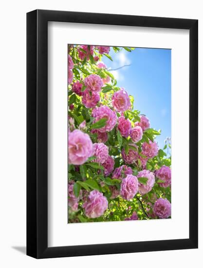 Pink Rose Bush, Usa-Lisa S. Engelbrecht-Framed Photographic Print