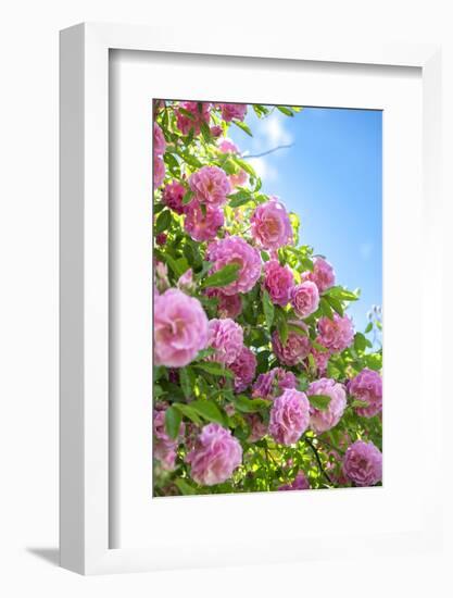 Pink Rose Bush, Usa-Lisa S. Engelbrecht-Framed Photographic Print