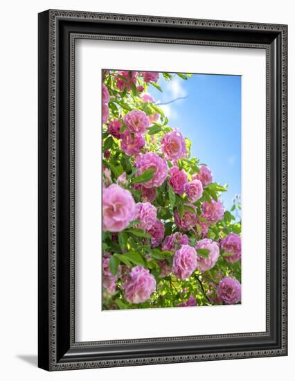 Pink Rose Bush, Usa-Lisa S. Engelbrecht-Framed Photographic Print