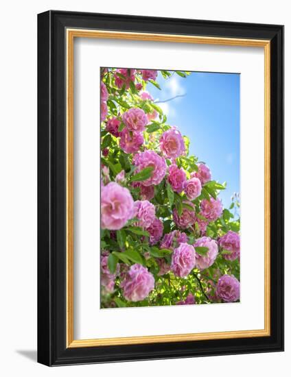 Pink Rose Bush, Usa-Lisa S. Engelbrecht-Framed Photographic Print