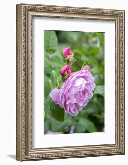 Pink Rose Bush, Usa-Lisa S. Engelbrecht-Framed Photographic Print