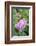 Pink Rose Bush, Usa-Lisa S. Engelbrecht-Framed Photographic Print