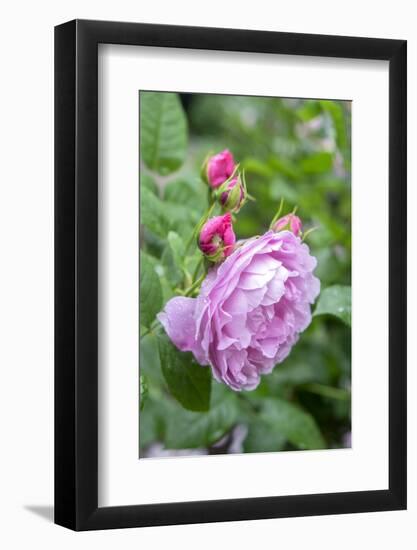 Pink Rose Bush, Usa-Lisa S. Engelbrecht-Framed Photographic Print