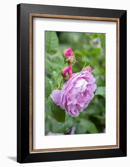 Pink Rose Bush, Usa-Lisa S. Engelbrecht-Framed Photographic Print