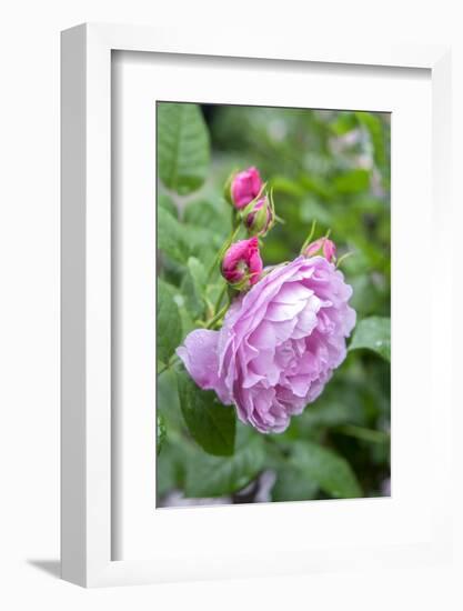 Pink Rose Bush, Usa-Lisa S. Engelbrecht-Framed Photographic Print