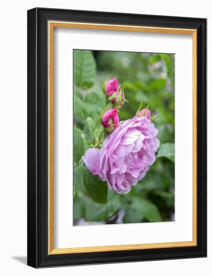 Pink Rose Bush, Usa-Lisa S. Engelbrecht-Framed Photographic Print