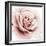 Pink Rose I-Grace Popp-Framed Art Print