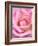 Pink rose, International Rose Test Garden, Portland, Oregon.-William Sutton-Framed Photographic Print