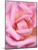 Pink rose, International Rose Test Garden, Portland, Oregon.-William Sutton-Mounted Photographic Print