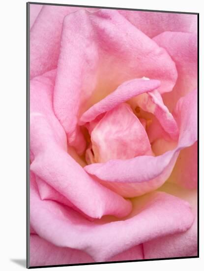 Pink rose, International Rose Test Garden, Portland, Oregon.-William Sutton-Mounted Photographic Print