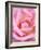 Pink rose, International Rose Test Garden, Portland, Oregon.-William Sutton-Framed Photographic Print