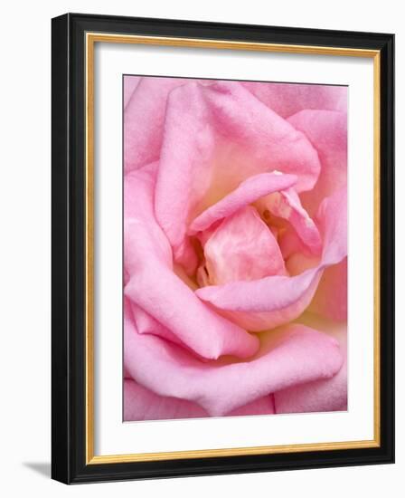 Pink rose, International Rose Test Garden, Portland, Oregon.-William Sutton-Framed Photographic Print