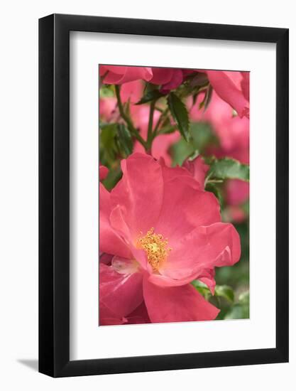 Pink rose, International Rose Test Garden, Portland, Oregon.-William Sutton-Framed Photographic Print