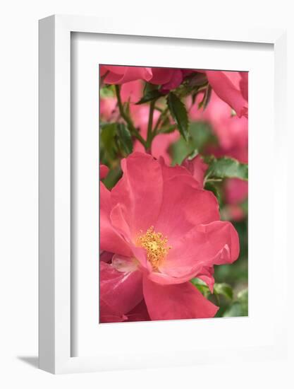 Pink rose, International Rose Test Garden, Portland, Oregon.-William Sutton-Framed Photographic Print