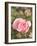 Pink rose, International Rose Test Garden, Portland, Oregon.-William Sutton-Framed Photographic Print