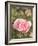 Pink rose, International Rose Test Garden, Portland, Oregon.-William Sutton-Framed Photographic Print