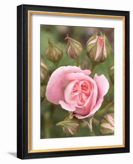 Pink rose, International Rose Test Garden, Portland, Oregon.-William Sutton-Framed Photographic Print