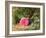 Pink Rose on a Mossy Bank, 1875-Henry Sutton Palmer-Framed Giclee Print