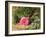 Pink Rose on a Mossy Bank, 1875-Henry Sutton Palmer-Framed Giclee Print