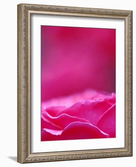 Pink Rose, Portland Rose Garden, Oregon, USA-Brent Bergherm-Framed Photographic Print