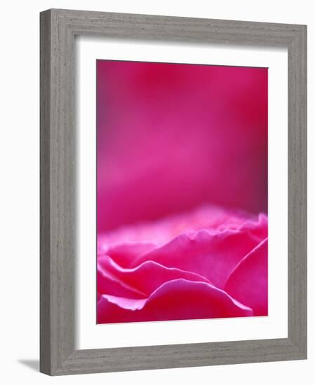 Pink Rose, Portland Rose Garden, Oregon, USA-Brent Bergherm-Framed Photographic Print